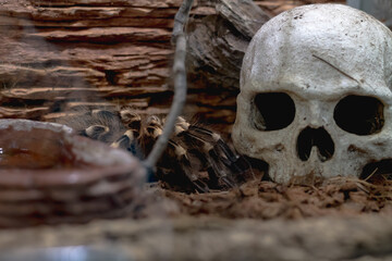 A large bird-eating spider in a terrarium next to a human skull as a symbol of death