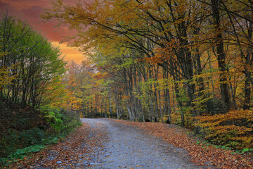 Fototapeta premium Road in autumn park
