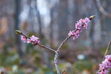 Wild daphne blooms in the forest. Pink flowers of a poisonous plant with a pleasant smell.