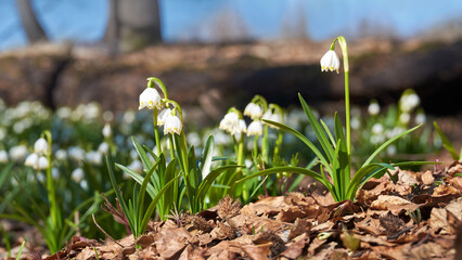 Spring snowflake Leucojum vernum. Beautiful white spring flower in forest. Colorful nature background.