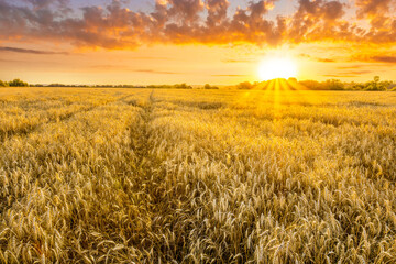 Amazing view at beautiful summer golden wheaten field with beautiful sunny sky on background, rows leading far away, valley landscape