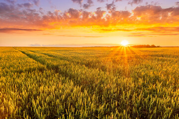Scenic view at beautiful sunset in a wheaten shiny field with golden wheat and sun rays, deep cloudy sky on a background , forest and country road, summer valley landscape