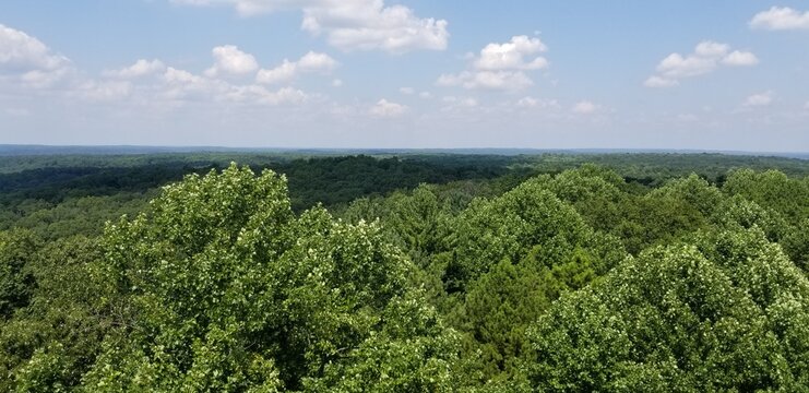 Lush Green Forests of Indiana with Leaves, Mushrooms, Trees and Moss
