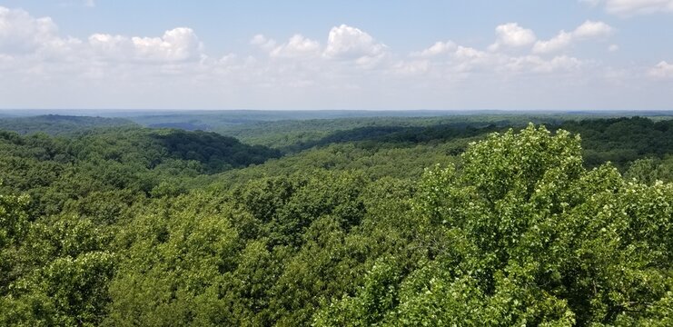 Lush Green Forests of Indiana with Leaves, Mushrooms, Trees and Moss