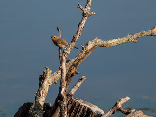 European Robin in their natural environment.