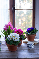 Fototapeta na wymiar Vaso di primula bianca in primo piano e altri fiori primaverili sullo sfondo