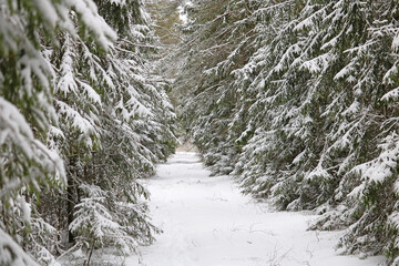 winter forest	