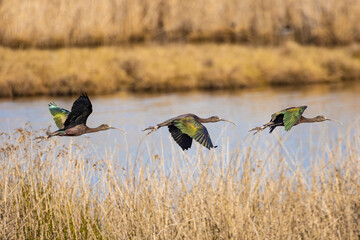 Glossy ibis (Plegadis falcinellus) in fly