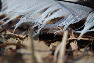 closeup of feather on ground