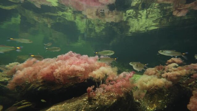 Peque&ntilde;os peces en Ca&ntilde;o Cristales, Colombia.
