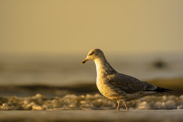 Gull in  the sunset