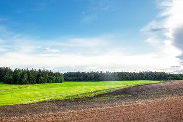 Young winter cereals sown in autumn, near a harvested potato field.