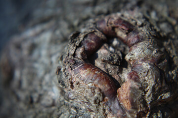 knot on tree