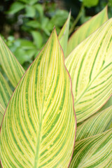 Juicy dracaena leaf close-up. Macro