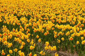 Bulb field full of yellow-red flowering daffodils.