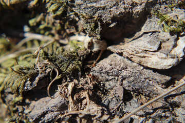 ant carrying food across mossy root