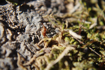 ant carrying food across mossy root
