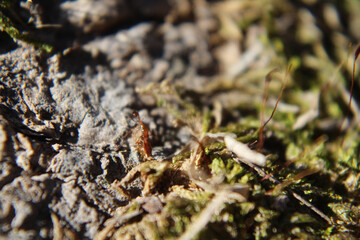 ant carrying food across mossy root