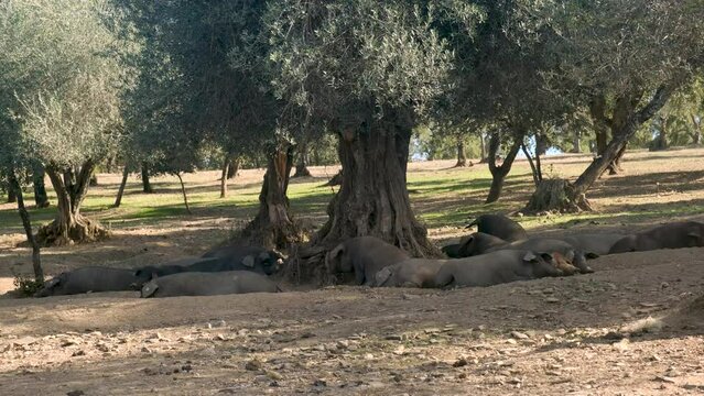 herd of iberian pigs grazing in the pasture during the dry season