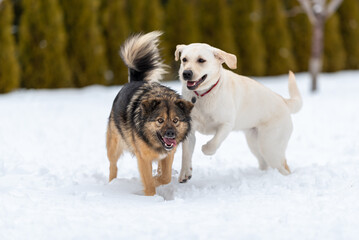  A labrador and a mongrel are playing catch-up in the snow.