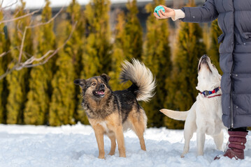 two dogs are closely watching a game ball in a woman's hand