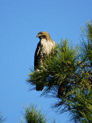 Red tailed hawk perched near top of pine tree.