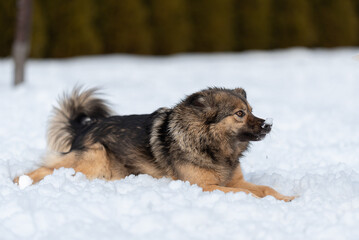  Fluffy mongrel lies on the snow and rests