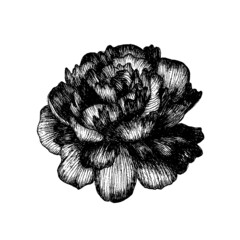 Black ink drawing of blooming peony. Hand drawn botanical illustration.
