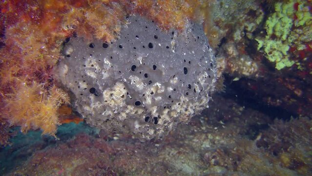 Greek bathing sponge or Mediterranean Bath Sponge (Spongia officinalis) is one of the Mediterranean underwater tourist attractions.