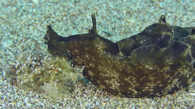 Black sea hare or Mottled seahare (Aplysia fasciata) found a bunch of plucked algae at the bottom and feels them with tentacles, close-up.