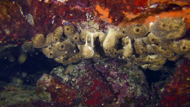 Plakortis simplex sponge in an underwater cave. Mediterranean, Greece.