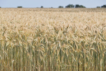 Wheat ears on a wind in somewhere in Provence at sunset, France, yellow warm light, ripe cones, horizon, golden colored
