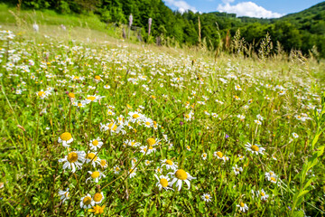 field covered with daisies and flowers near the trees blue sky with clouds in the countryside.