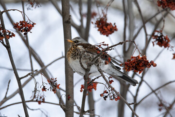 birds in the park