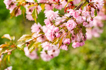 sakura blooms. sakura flowers in the sun on a warm spring day. beautiful nature background.