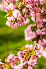 sakura blooms. sakura flowers in the sun on a warm spring day. beautiful nature background.
