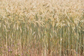 Wheat ears on a wind in somewhere in Provence at sunset, France, yellow warm light, ripe cones, horizon, golden colored