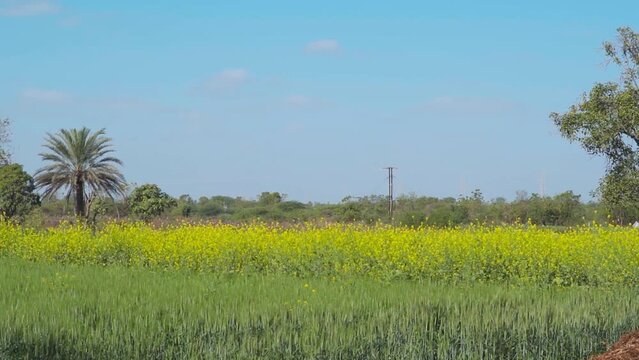 Farm of wheat crop with mustard flowers in rural India. Green farmland with blue sky in summer. Agriculture field and organic farming. Nature landscape. At Mandvi, Kutch, India.