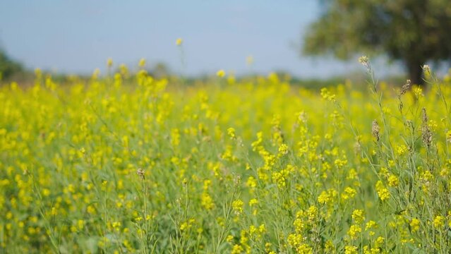 Mustard flowers farm with blue sky in Gujarat, India. Agricultural field and yellow mustard flowers