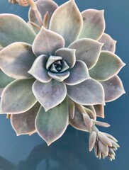 suculenta3