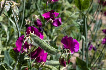Sweet pea flowers with pea pods on natural background