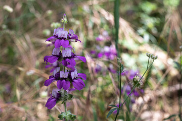 Purple Chinese Houses (Collinsia heterophylla) wildflowers, Chinese House Wild Flower