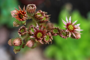 Sempervivum Rojnik sukulent cactus