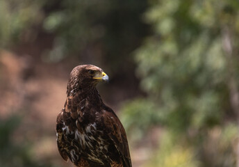 Harris hawk, eagle close-up brown eyes, yellow beak, speckled feathers