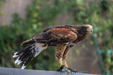 Harris hawk, eagle close-up brown eyes, yellow beak, speckled feathers