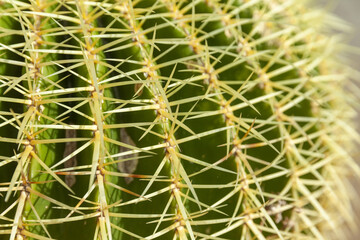 large green cactus, close up