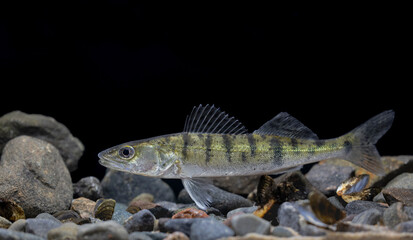 The zander (Sander lucioperca), sander or pikeperch