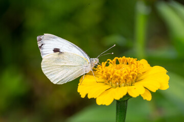 White butterfly sitting on a yellow zinnia flower on a summer sunny day macro photography. A...