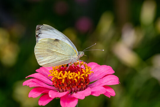 White butterfly sitting on a pink zinnia flower on a summer sunny day macro photography. A cabbage butterfly collecting pollen from a purple flower in the summer, close-up photo.	