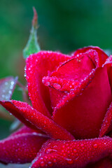 Blooming rose bud in raindrops macro photography on a summer day. Red rose with water drops on the petals close-up photo in the summer. Garden rose with bright red petals on a rainy day.